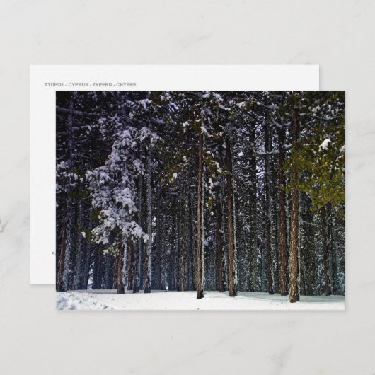 dennenbos met sneeuwwinter-Cyprus Briefkaart (Voorkant / Achterkant)