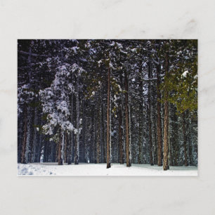 dennenbos met sneeuwwinter-Cyprus Briefkaart