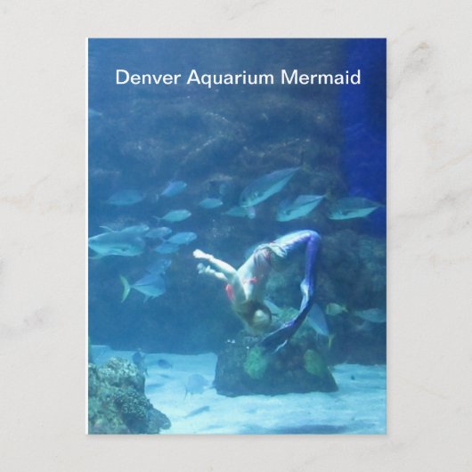 Denver Aquarium Mermaid Briefkaart (Voorkant)