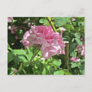 Denver Botanical Gardens Collectie Briefkaart