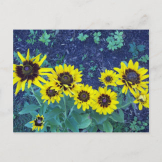 Denver daisies briefkaart