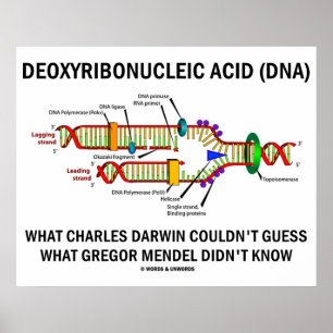 Deoxyribonucleïnezuur (DNA) Darwin Mendel Gezegde Poster