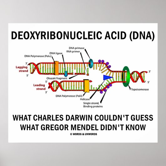 Deoxyribonucleïnezuur (DNA) Darwin Mendel Gezegde Poster (Voorkant)