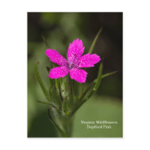 Deptford Pink Virginia Wildflower Floral Briefkaar