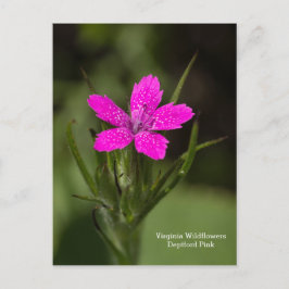 Deptford Pink Virginia Wildflower Floral Briefkaar Briefkaart
