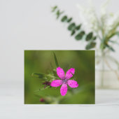 Deptford Pink Wildflower Floral Briefkaart (Staand voorkant)