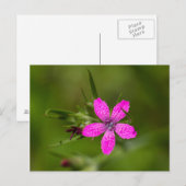 Deptford Pink Wildflower Floral Briefkaart (Voorkant / Achterkant)
