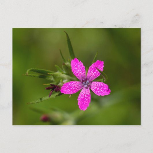 Deptford Pink Wildflower Floral Briefkaart (Voorkant)