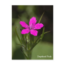Deptford Pink Wildflower Naam Floral Briefkaart