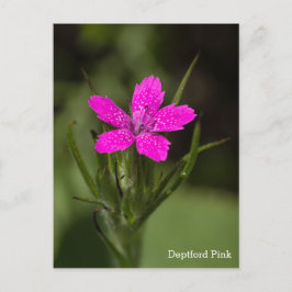 Deptford Pink Wildflower Naam Floral Briefkaart