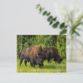 Der Amerikanische Bison am Alaska Highway Briefkaart (Staand voorkant)