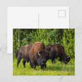 Der Amerikanische Bison am Alaska Highway Briefkaart (Voorkant / Achterkant)