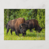Der Amerikanische Bison am Alaska Highway Briefkaart (Voorkant)