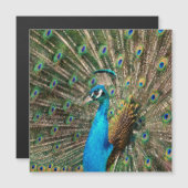 Der blaue Pfau (Voorkant / Achterkant)