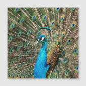Der blaue Pfau (Voorkant)