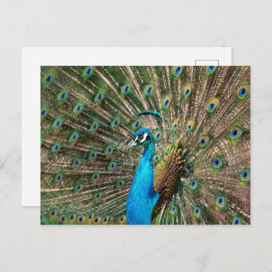 Der blaue Pfau Briefkaart (Voorkant / Achterkant)