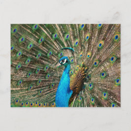 Der blaue Pfau Briefkaart
