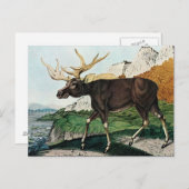 Der Elch of The Elk (1886) Briefkaart (Voorkant / Achterkant)