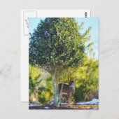 Der- en Holly-bessenboom in sneeuw Briefkaart (Voorkant / Achterkant)