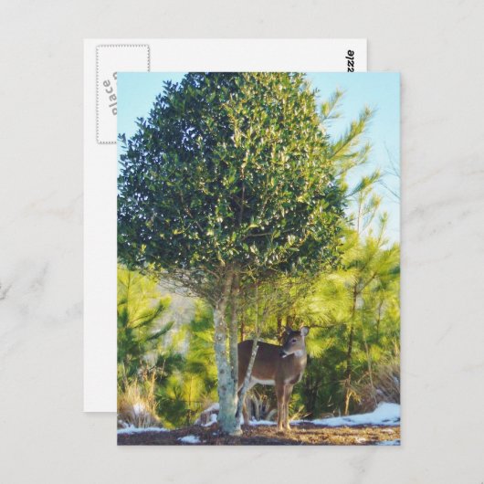 Der- en Holly-bessenboom in sneeuw Briefkaart (Voorkant / Achterkant)