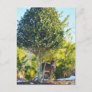 Der- en Holly-bessenboom in sneeuw Briefkaart