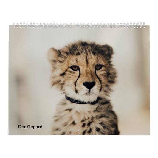 Der Gepard Kalender (Hoes)
