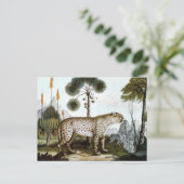 Der Gepard of The Cheetah (1886) Briefkaart (Staand voorkant)