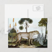 Der Gepard of The Cheetah (1886) Briefkaart (Voorkant / Achterkant)