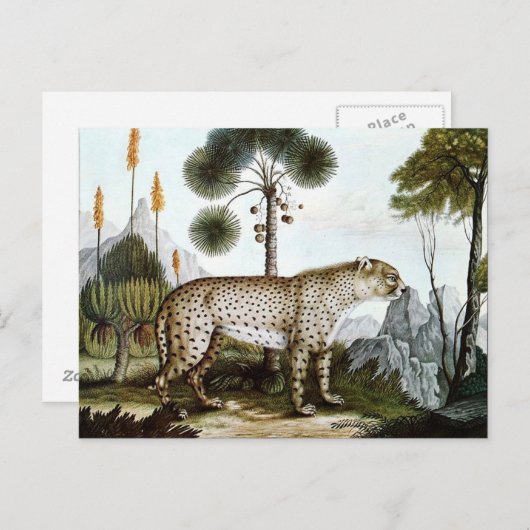 Der Gepard of The Cheetah (1886) Briefkaart (Voorkant / Achterkant)