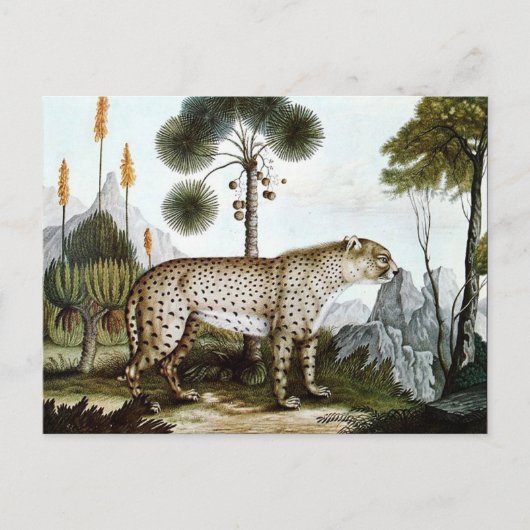 Der Gepard of The Cheetah (1886) Briefkaart (Voorkant)