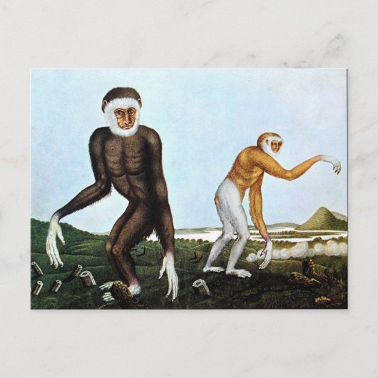 Der Gibbon of The Gibbon (1833) Briefkaart (Voorkant)