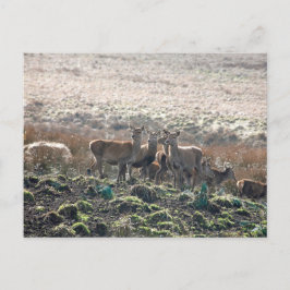 Der Grazing in Lyme Park Briefkaart