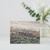 Der Grazing in Lyme Park Briefkaart (Staand voorkant)