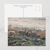 Der Grazing in Lyme Park Briefkaart (Voorkant / Achterkant)