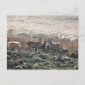 Der Grazing in Lyme Park Briefkaart (Voorkant)