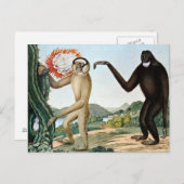 Der Hulock of The Hoolock Gibbon (1835) Briefkaart (Voorkant / Achterkant)