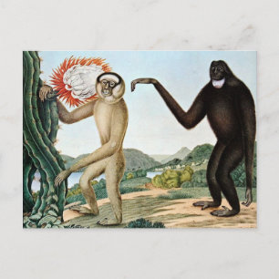 Der Hulock of The Hoolock Gibbon (1835) Briefkaart