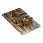 Der Indische Tiger Magneet (Rechterzijde)