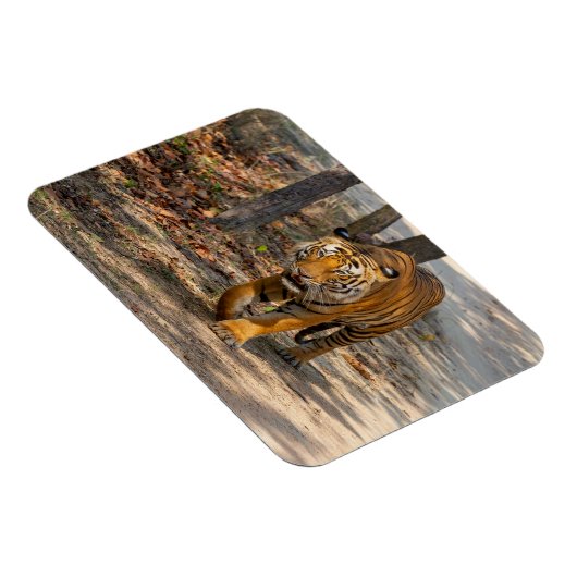 Der Indische Tiger  Magneet (Rechterzijde)