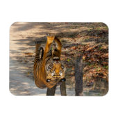 Der Indische Tiger Magneet (Horizontaal)