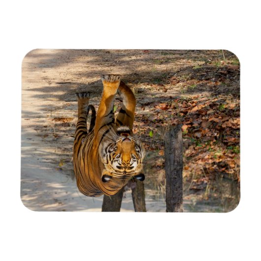 Der Indische Tiger  Magneet (Horizontaal)