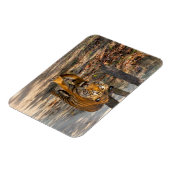 Der Indische Tiger Magneet (Linkerzijde)