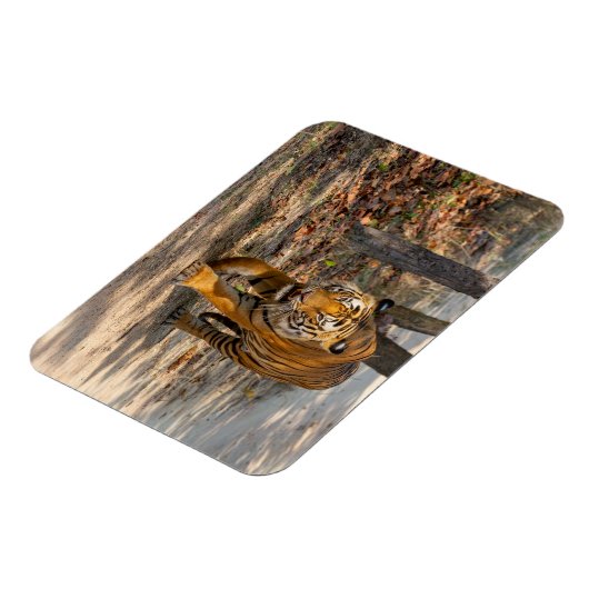 Der Indische Tiger  Magneet (Linkerzijde)