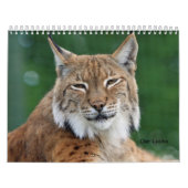 Der Luchs Kalender (Hoes)
