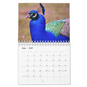 Der Pfau als Kalender (Mar 2027)
