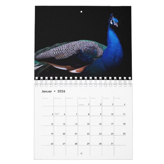 Der Pfau als Kalender (Jan 2026)