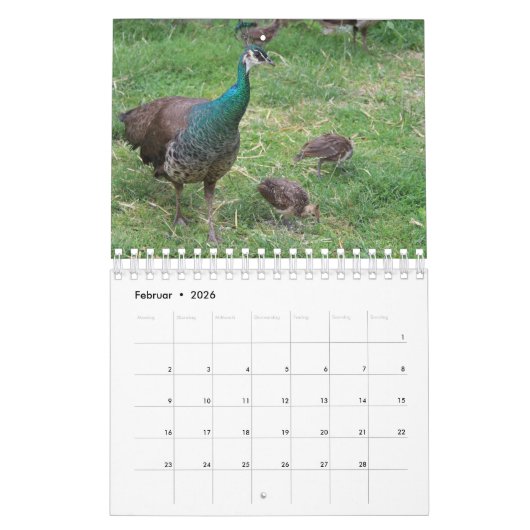 Der Pfau als Kalender (Feb 2026)