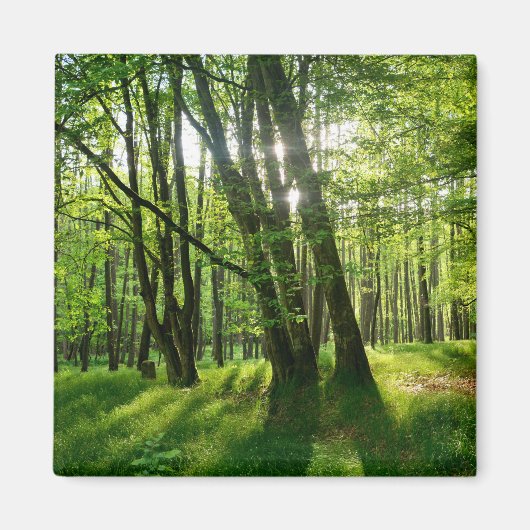 Der Wald im Frühling Magneet (Voorkant)