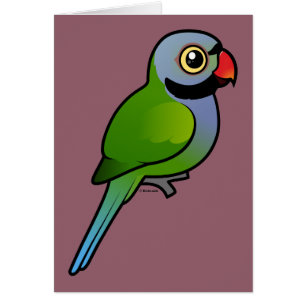 Derbyan Parakeet