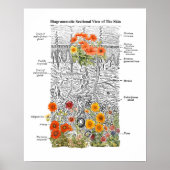Dermatologie Huid Anatomie Kunst met Bloemen Detai Poster (Voorkant)